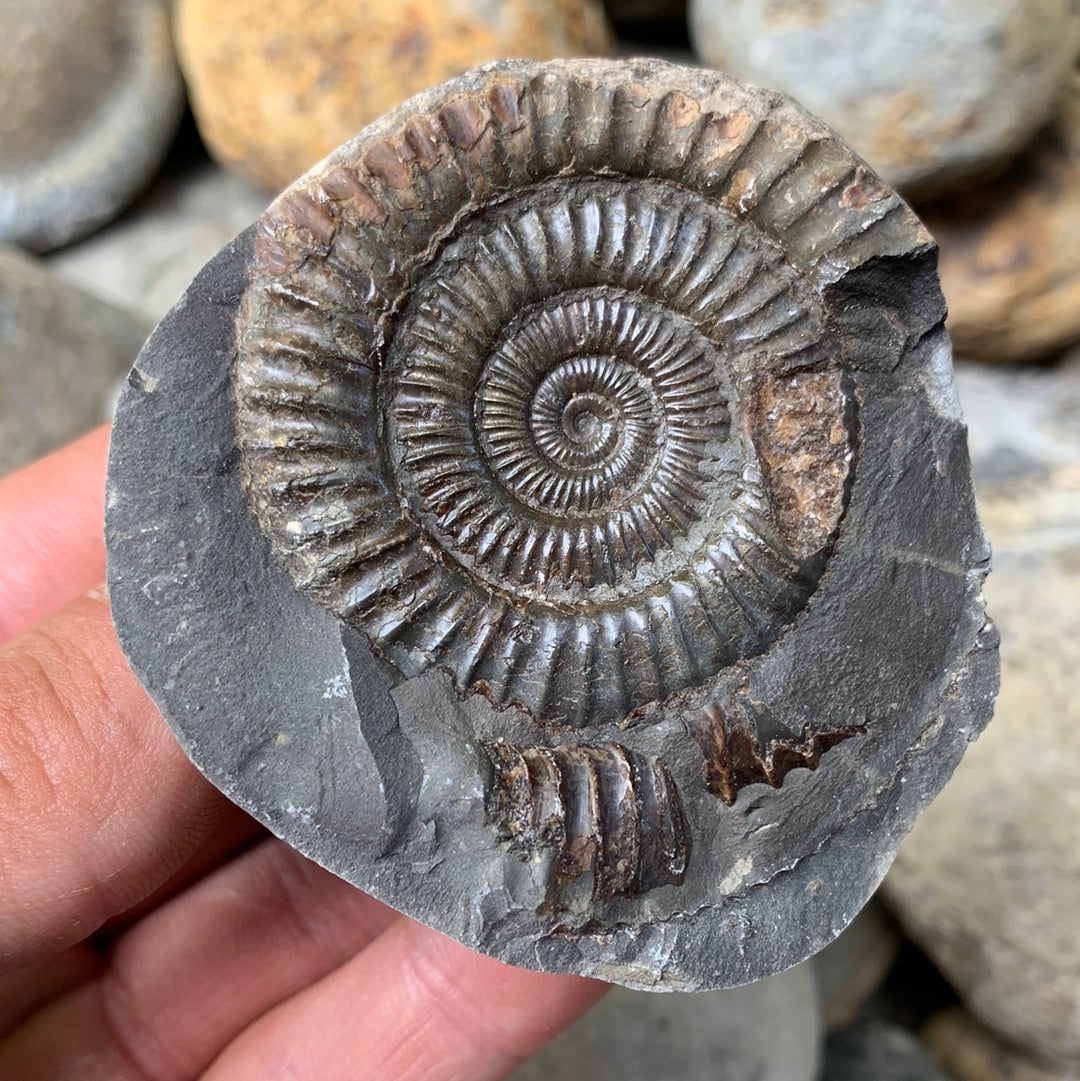 Dactylioceras (split pair) ammonite fossil - Whitby, North Yorkshire Jurassic Coast