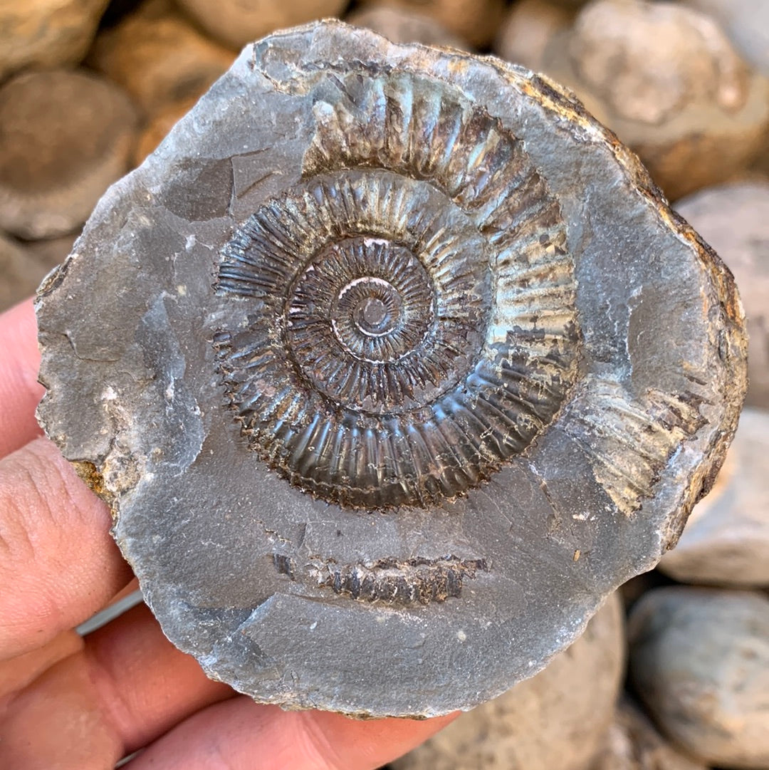 Dactylioceras (split pair) ammonite fossil - Whitby, North Yorkshire Jurassic Coast