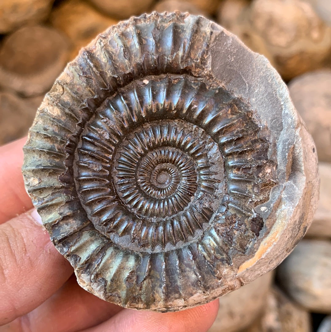 Dactylioceras (split pair) ammonite fossil - Whitby, North Yorkshire Jurassic Coast