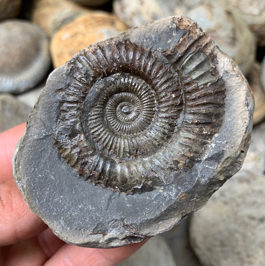 Dactylioceras (split pair) ammonite fossil - Whitby, North Yorkshire Jurassic Coast