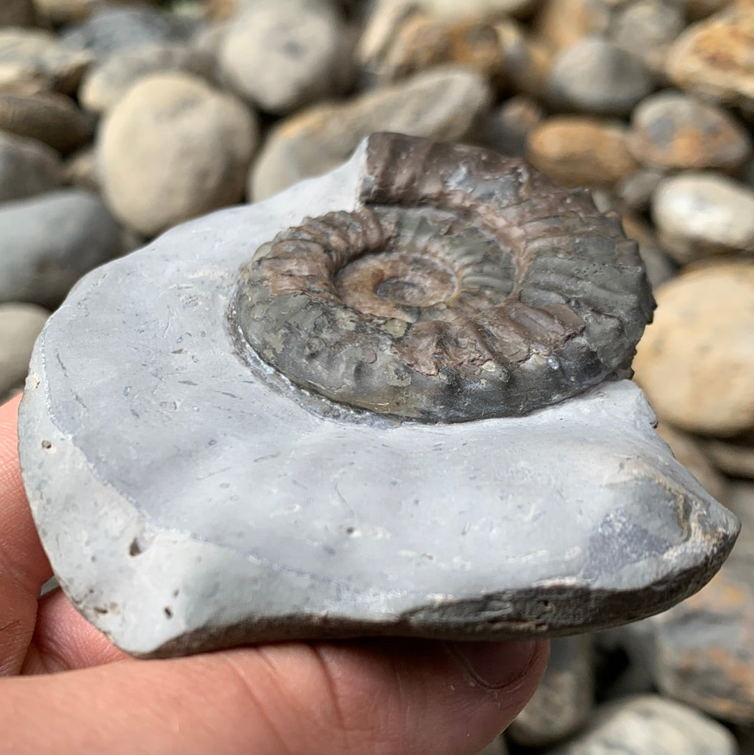 Coroniceras ammonite fossil - Whitby, North Yorkshire