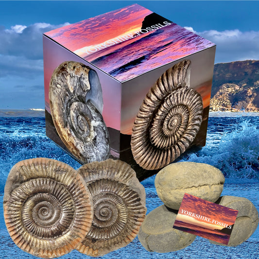 Yorkshire Fossils Gift Box Bundle - Ammonite shell fossil Jurassic Coast, North Yorkshire