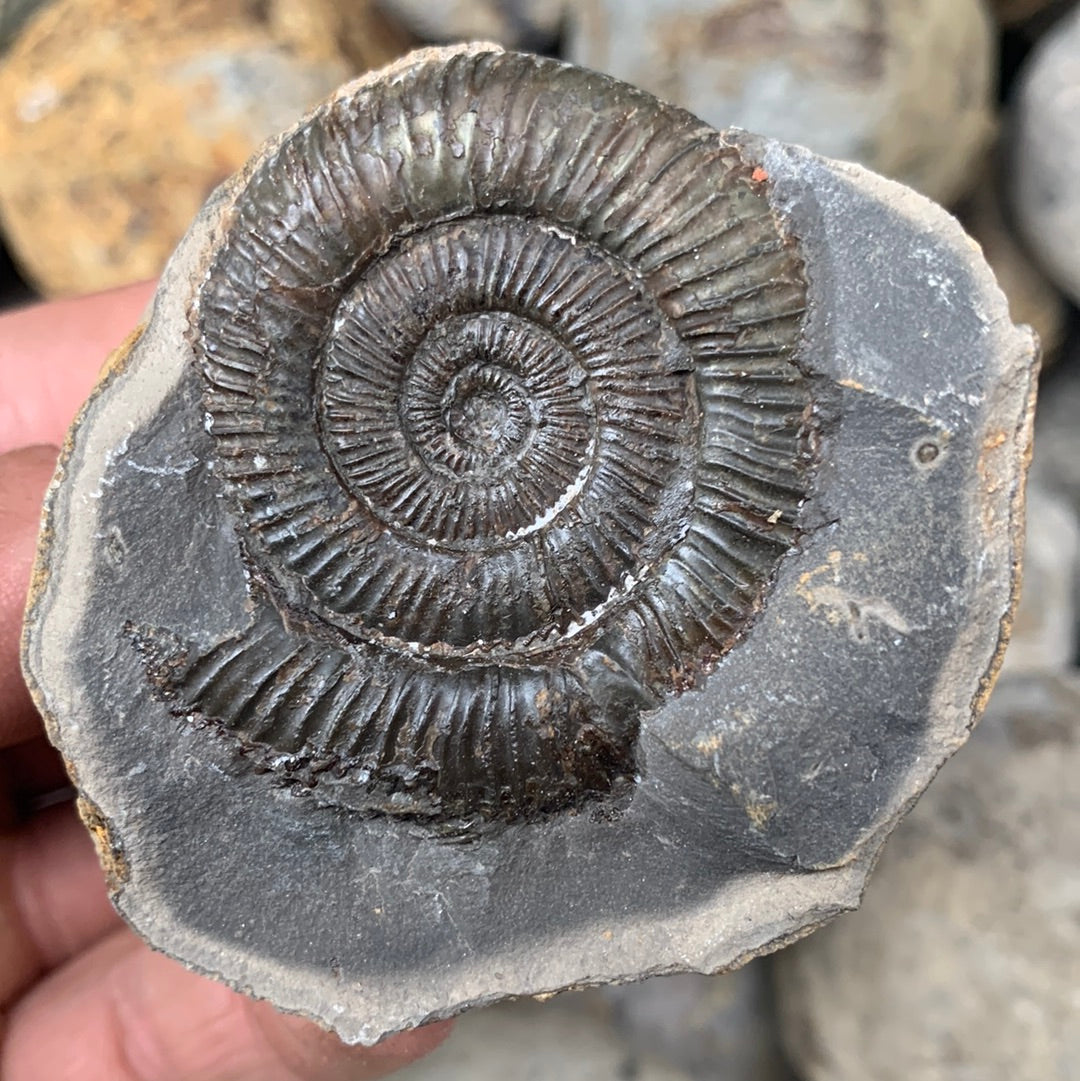 Dactylioceras (split pair) ammonite fossil - Whitby, North Yorkshire Jurassic Coast