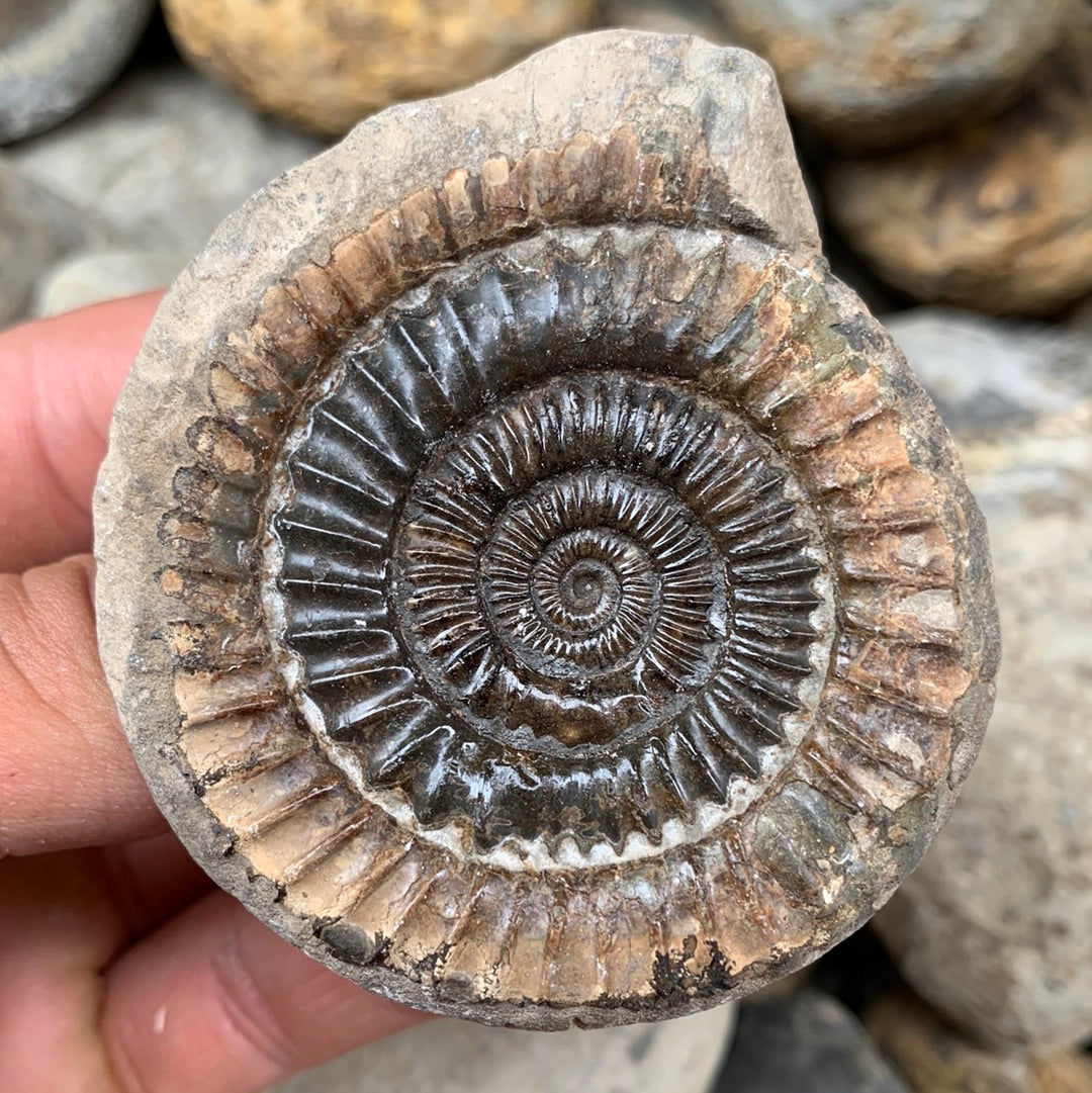 Dactylioceras (split pair) ammonite fossil - Whitby, North Yorkshire Jurassic Coast