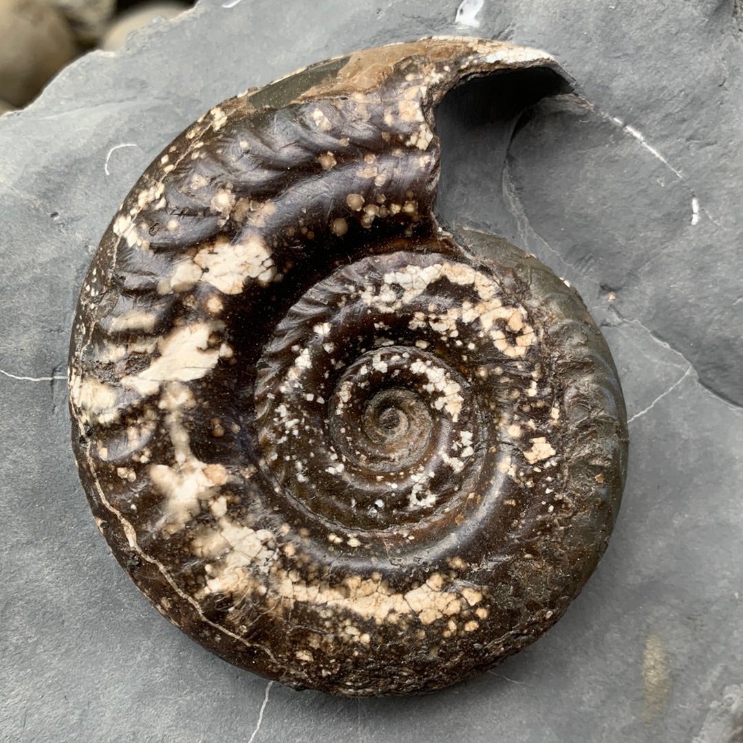 Hildoceras Bifrons ammonite fossil - Whitby, North Yorkshire Jurassic Coast