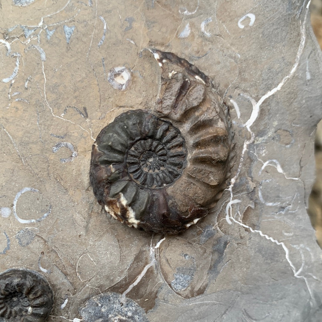 Amaltheus subnodosus ammonite fossil - Whitby, North Yorkshire, Yorkshire fossils