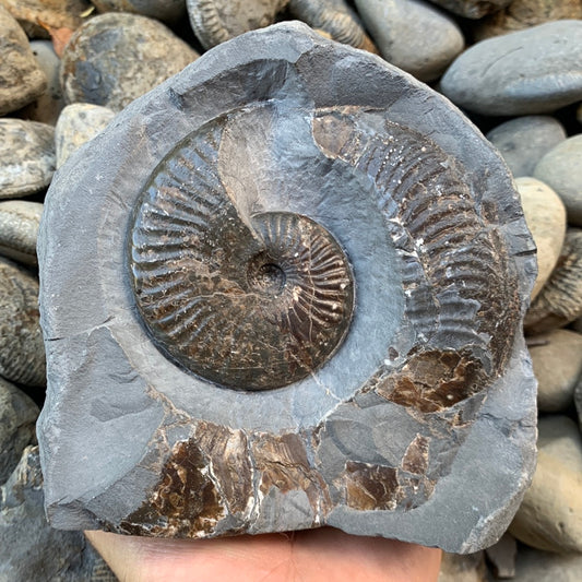 Pseudolioceras lythense ammonite fossil - Whitby, North Yorkshire
