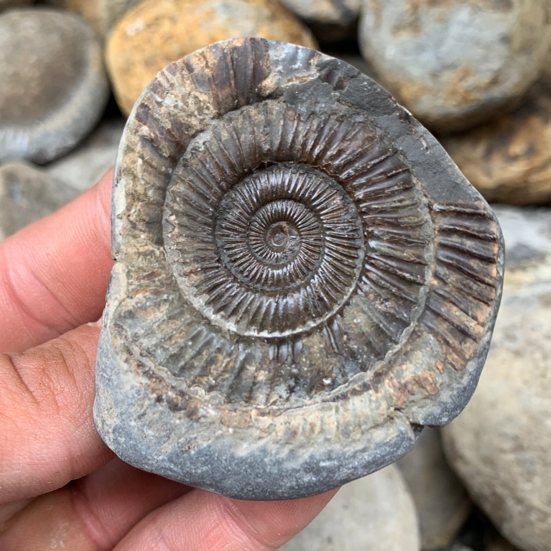 Dactylioceras (split pair) ammonite fossil - Whitby, North Yorkshire Jurassic Coast