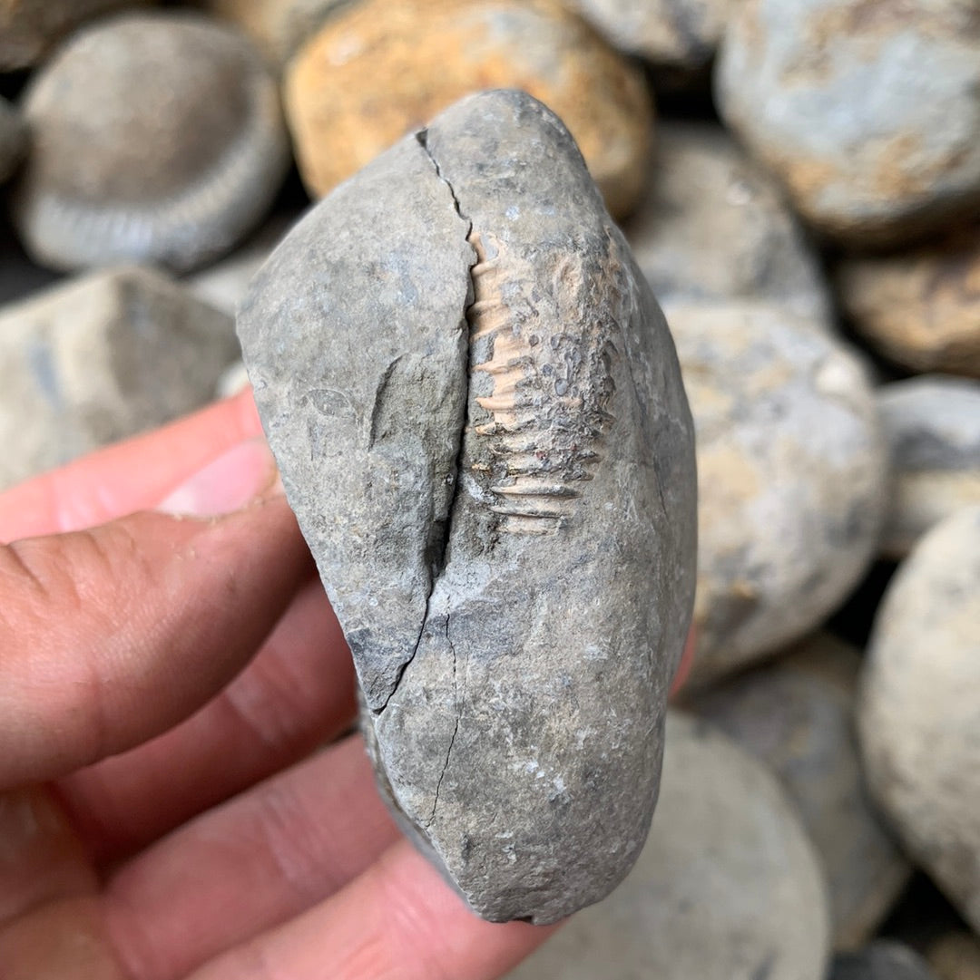 Dactylioceras (split pair) ammonite fossil - Whitby, North Yorkshire Jurassic Coast