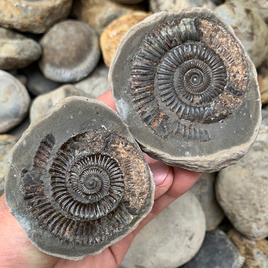 Dactylioceras (split pair) ammonite fossil - Whitby, North Yorkshire Jurassic Coast