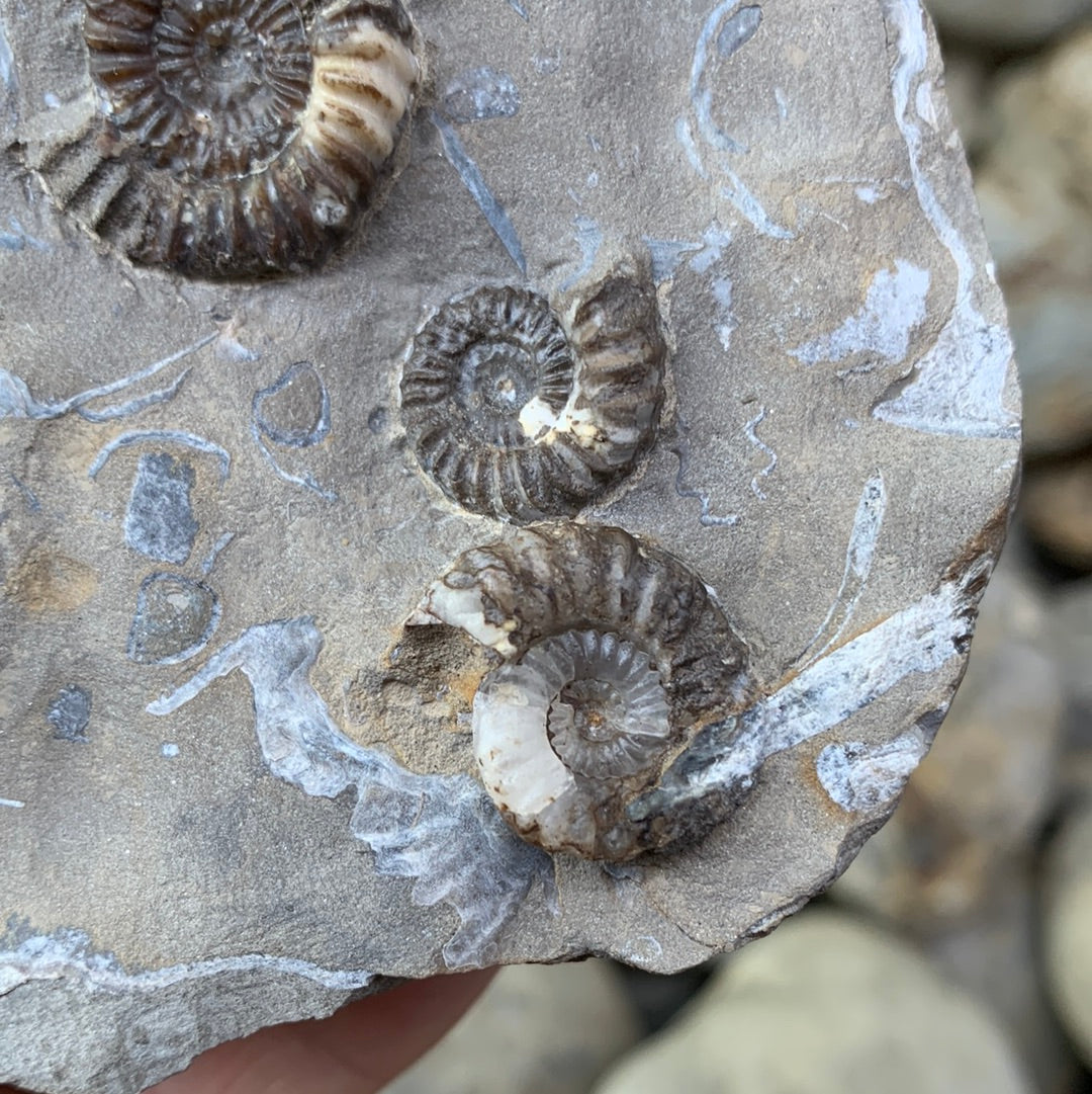 Androgynoceras capricornus ammonite fossil - Whitby, North Yorkshire