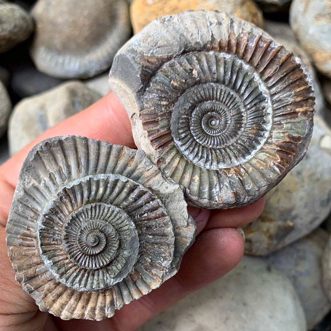 Dactylioceras (split pair) ammonite fossil - Whitby, North Yorkshire Jurassic Coast