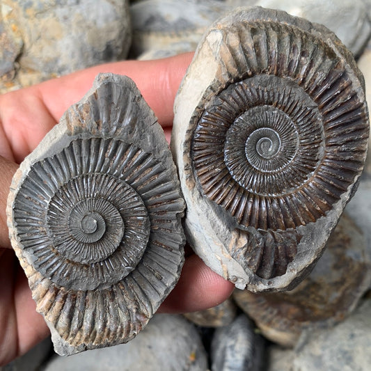 Dactylioceras (split pair) ammonite fossil - Whitby, North Yorkshire Jurassic Coast