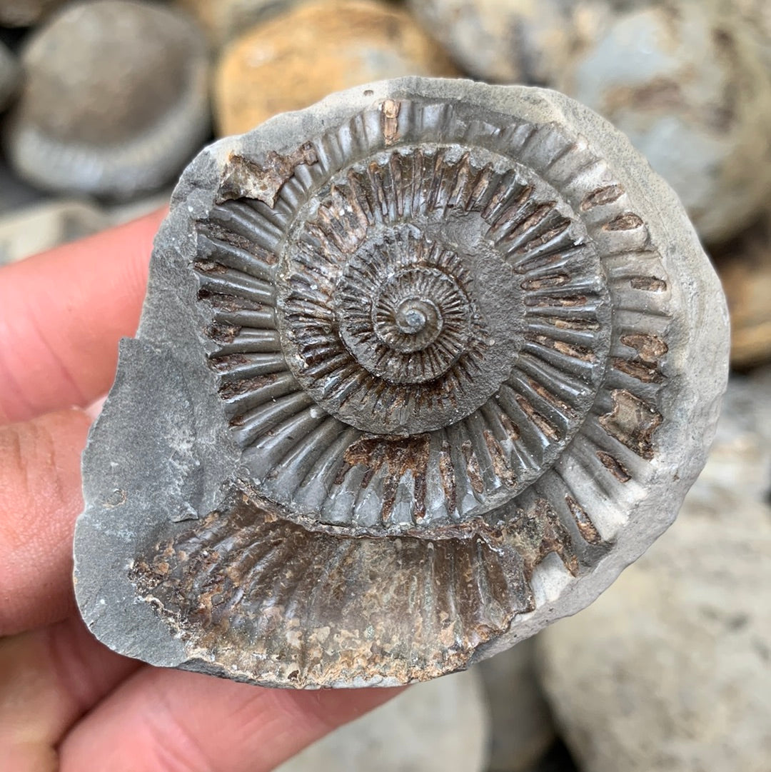 Dactylioceras (split pair) ammonite fossil - Whitby, North Yorkshire Jurassic Coast