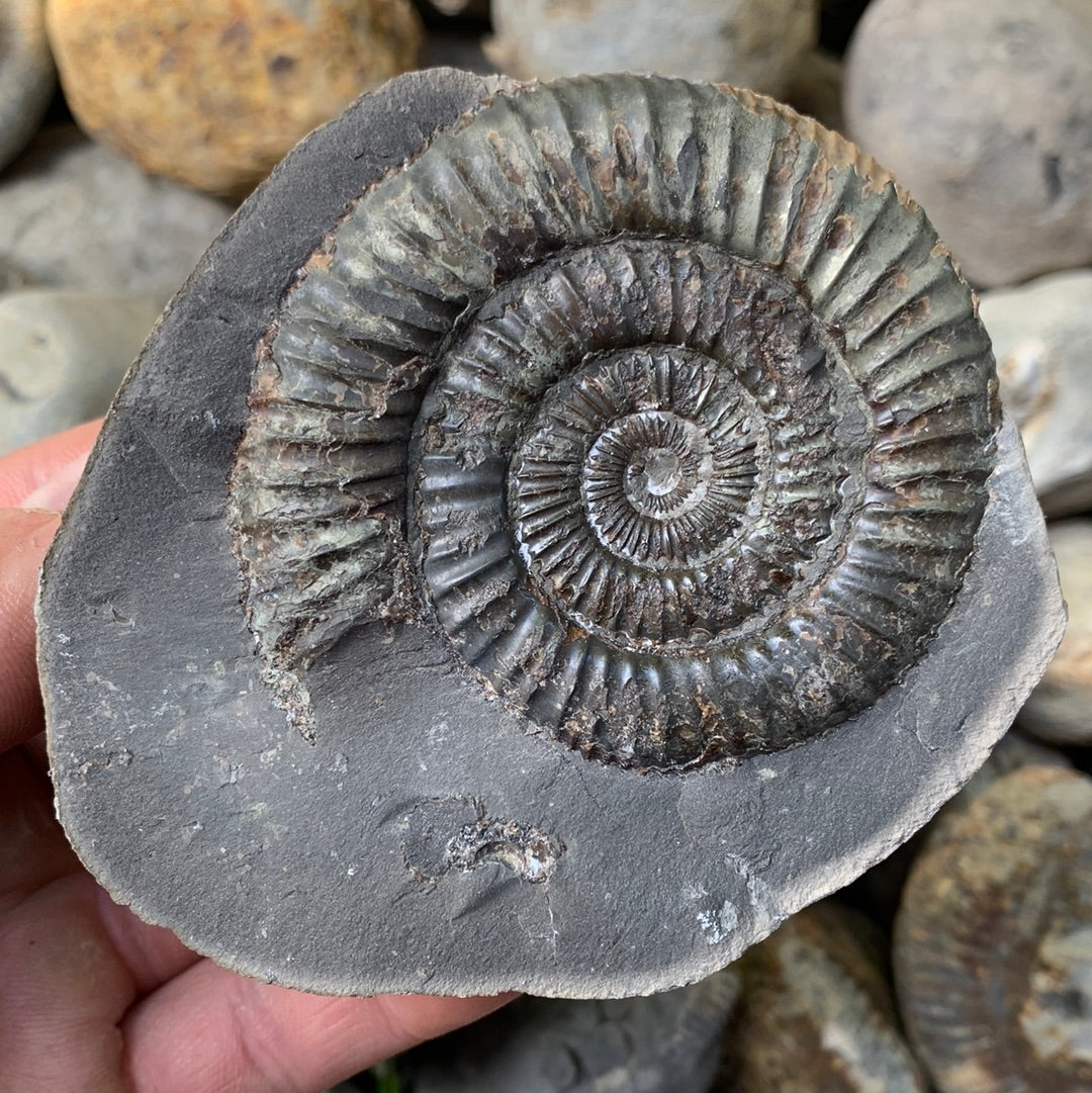 Dactylioceras (split pair) ammonite fossil - Whitby, North Yorkshire Jurassic Coast