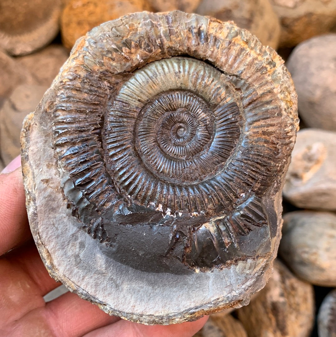 Dactylioceras (split pair) ammonite fossil - Whitby, North Yorkshire Jurassic Coast