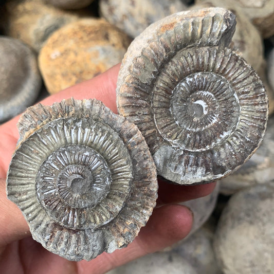 Dactylioceras (split pair) ammonite fossil - Whitby, North Yorkshire Jurassic Coast