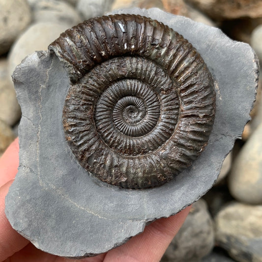Dactylioceras ammonite fossil - Whitby, North Yorkshire Jurassic Coast