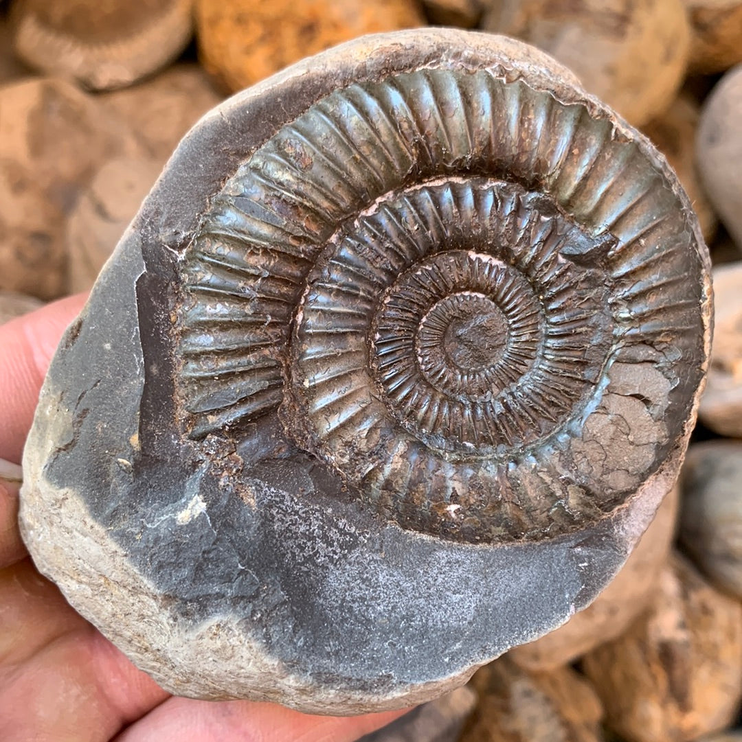 Dactylioceras (split pair) ammonite fossil - Whitby, North Yorkshire Jurassic Coast