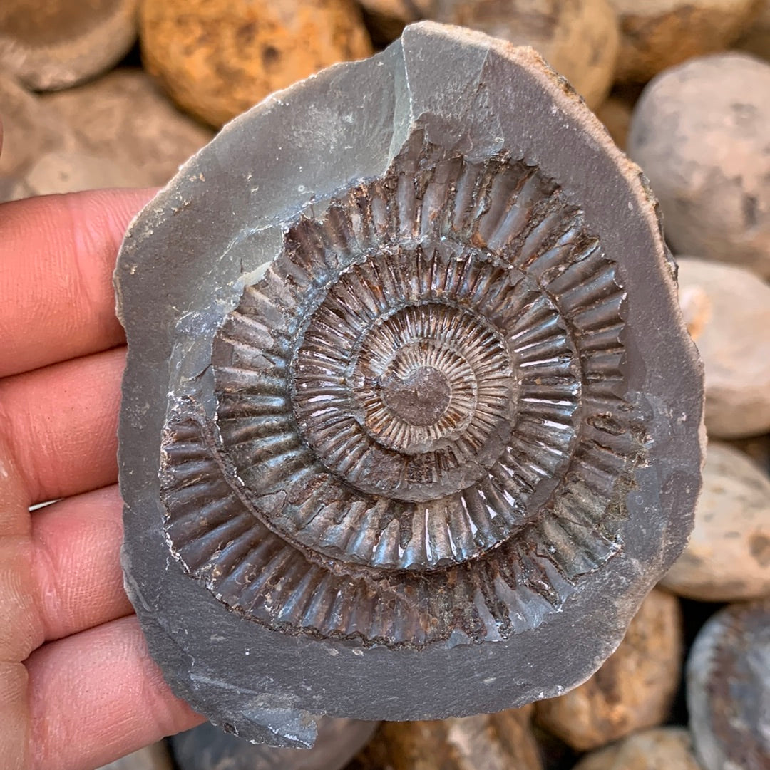 Dactylioceras (split pair) ammonite fossil - Whitby, North Yorkshire Jurassic Coast