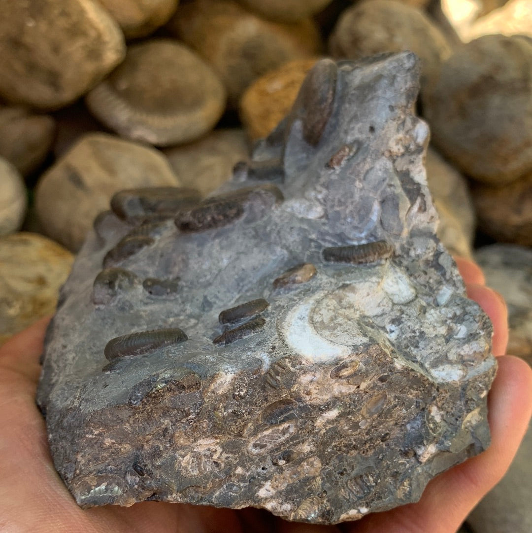 Gracile Multi-block ammonite fossil - Whitby, North Yorkshire Jurassic Coast