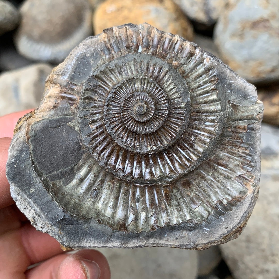 Dactylioceras (split pair) ammonite fossil - Whitby, North Yorkshire Jurassic Coast