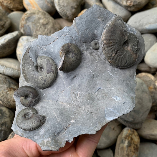 Pseudolioceras boulbiense multi-block ammonite shell fossil - Whitby, North Yorkshire