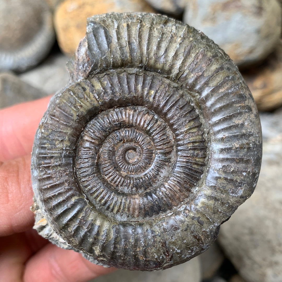 Dactylioceras (split pair) ammonite fossil - Whitby, North Yorkshire Jurassic Coast