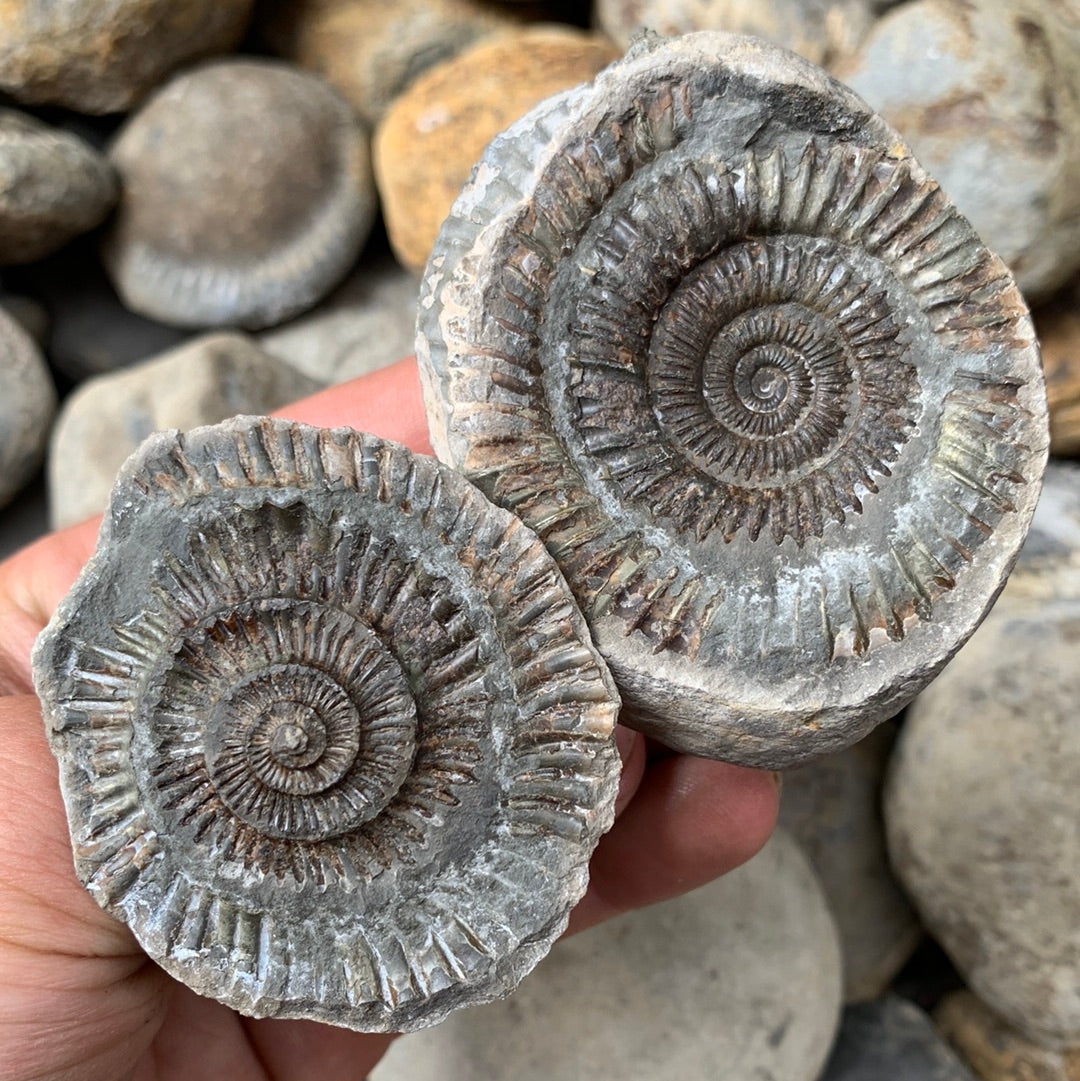 Dactylioceras (split pair) ammonite fossil - Whitby, North Yorkshire Jurassic Coast