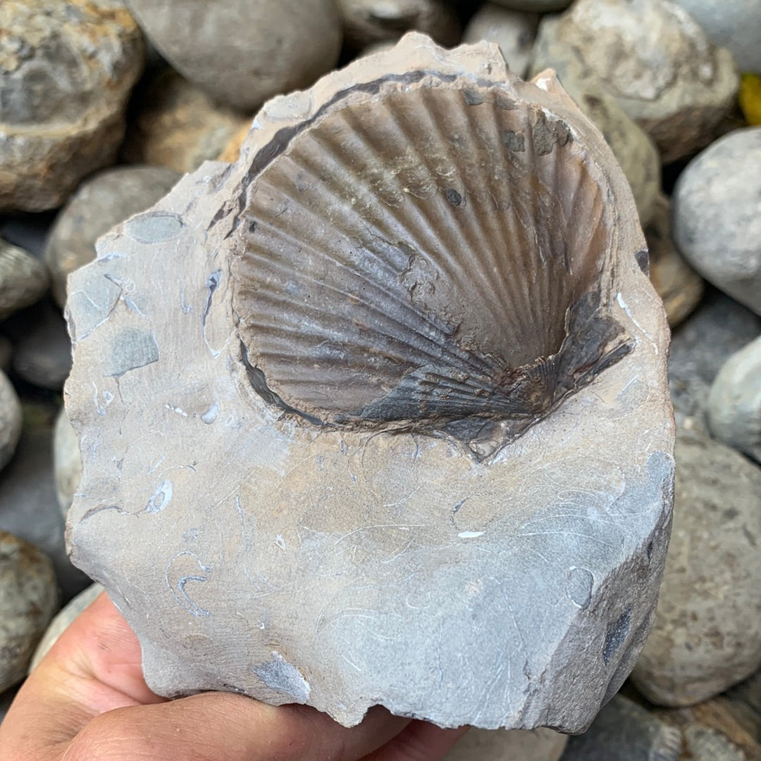 Fosil Shell Shell Fossil