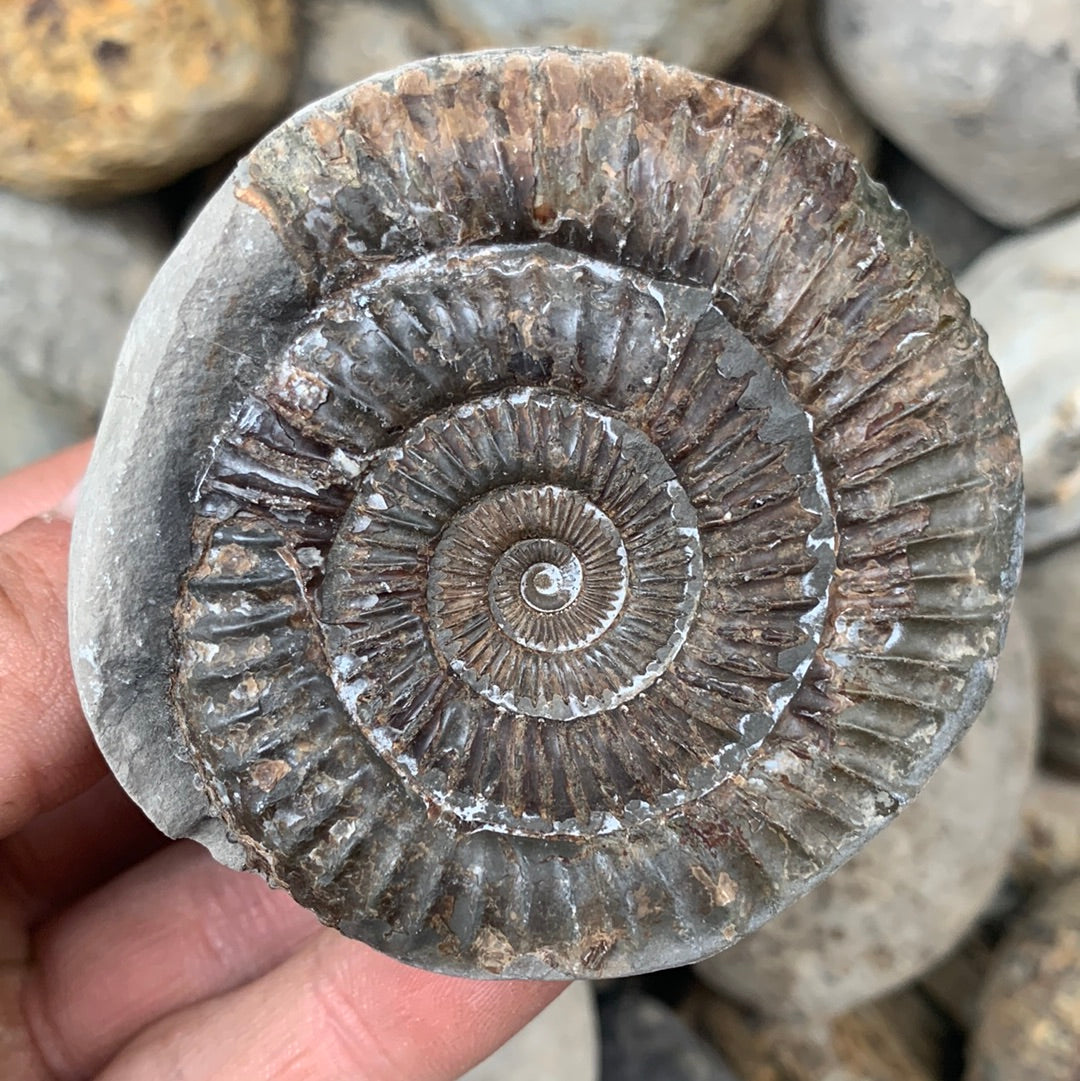 Dactylioceras (split pair) ammonite fossil - Whitby, North Yorkshire Jurassic Coast