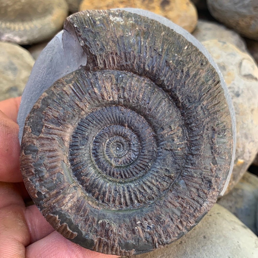 Dactylioceras semicelatum ammonite fossil - Whitby, North Yorkshire Jurassic Coast