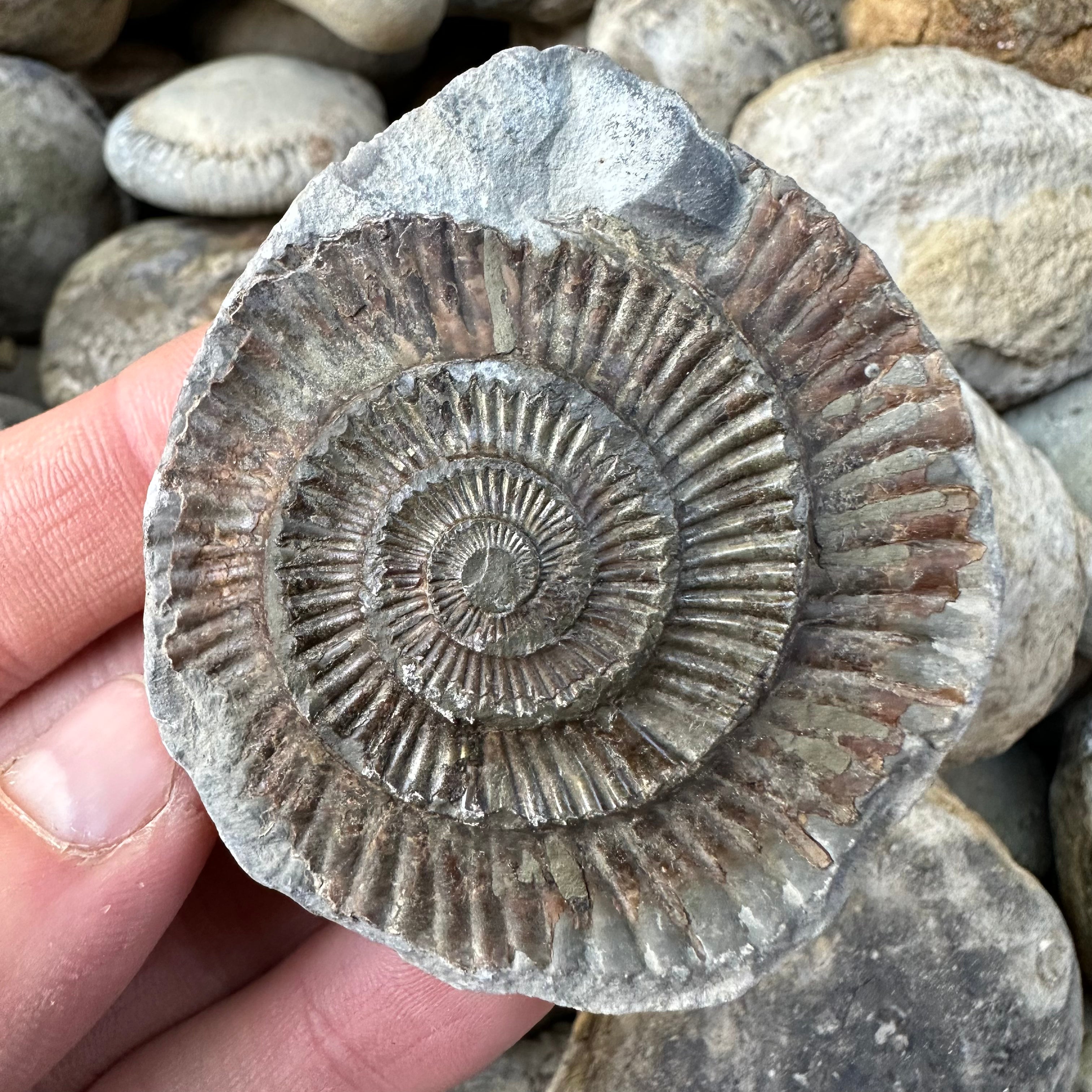 Yorkshire Fossils / £20 And Under – Yorkshire.Fossils