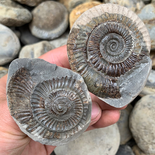 Dactylioceras (split pair) ammonite fossil - Whitby, North Yorkshire Jurassic Coast