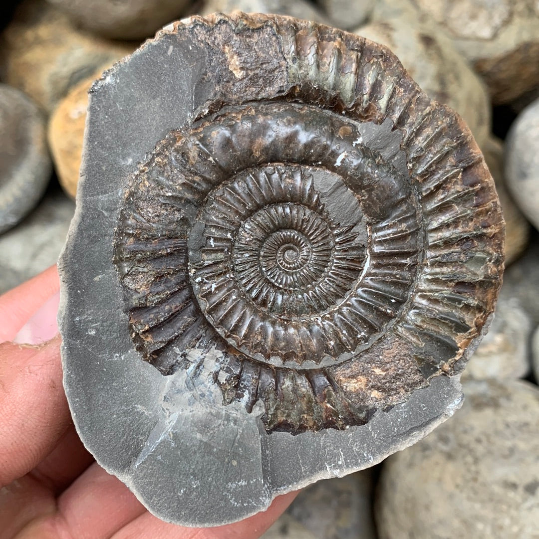 Dactylioceras (split pair) ammonite fossil - Whitby, North Yorkshire Jurassic Coast