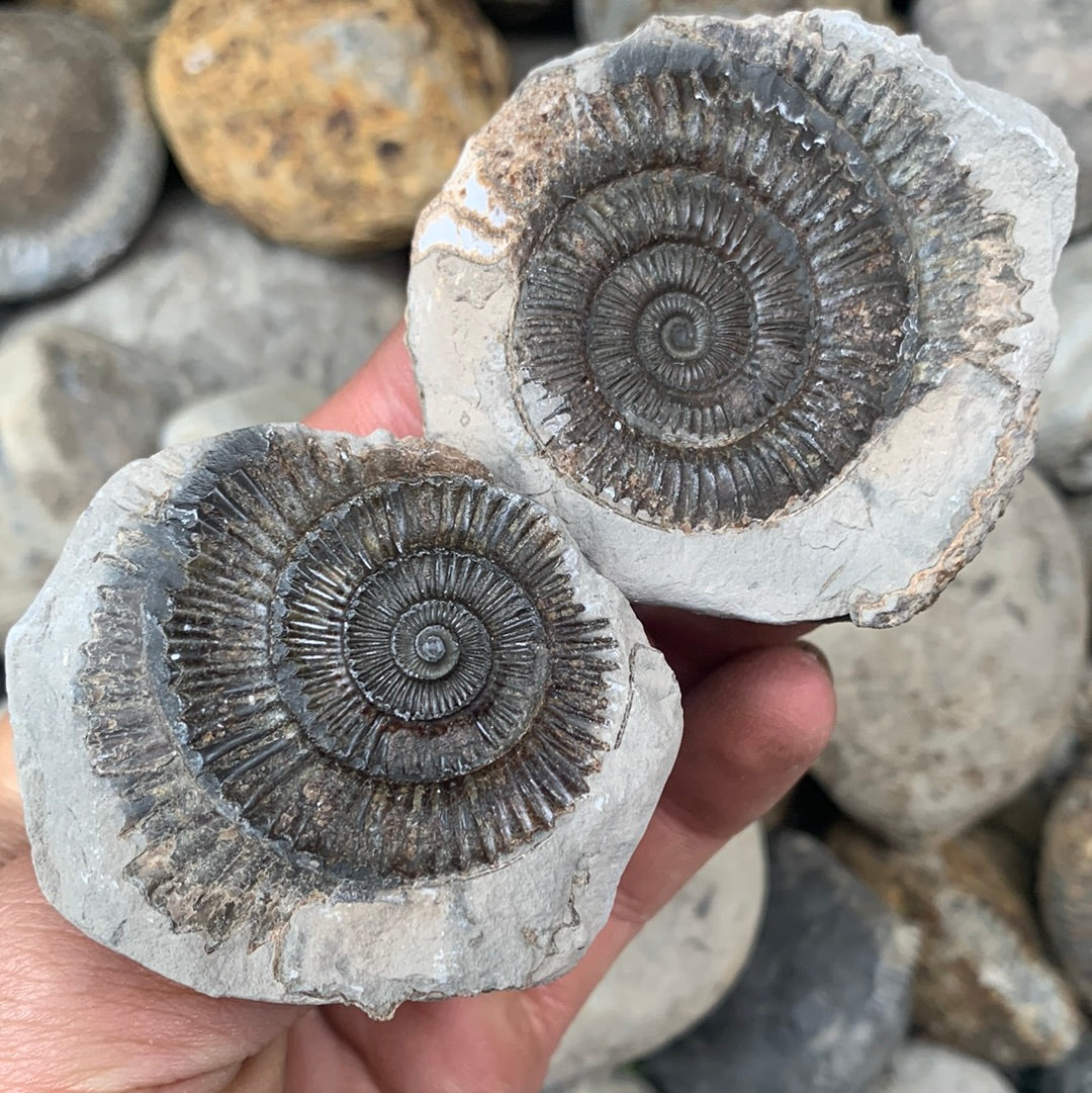 Dactylioceras (split pair) ammonite fossil - Whitby, North Yorkshire Jurassic Coast