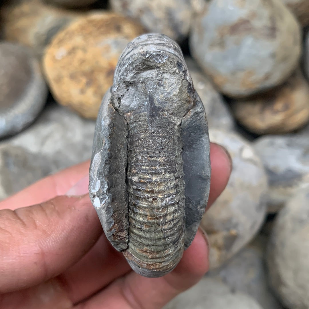 Dactylioceras (split pair) ammonite fossil - Whitby, North Yorkshire Jurassic Coast