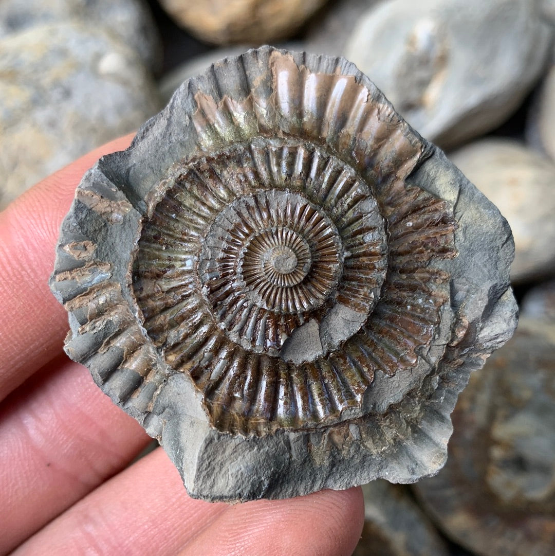 Dactylioceras (split pair) ammonite fossil - Whitby, North Yorkshire Jurassic Coast