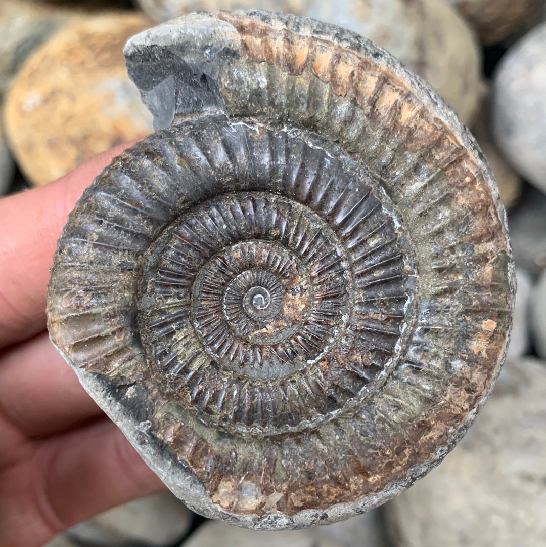 Dactylioceras (split pair) ammonite fossil - Whitby, North Yorkshire Jurassic Coast