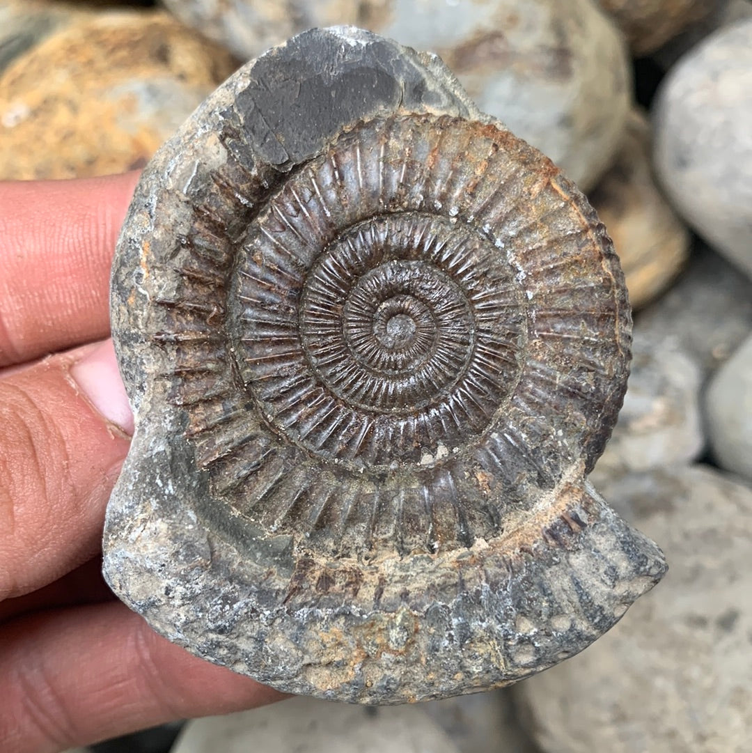 Dactylioceras (split pair) ammonite fossil - Whitby, North Yorkshire Jurassic Coast