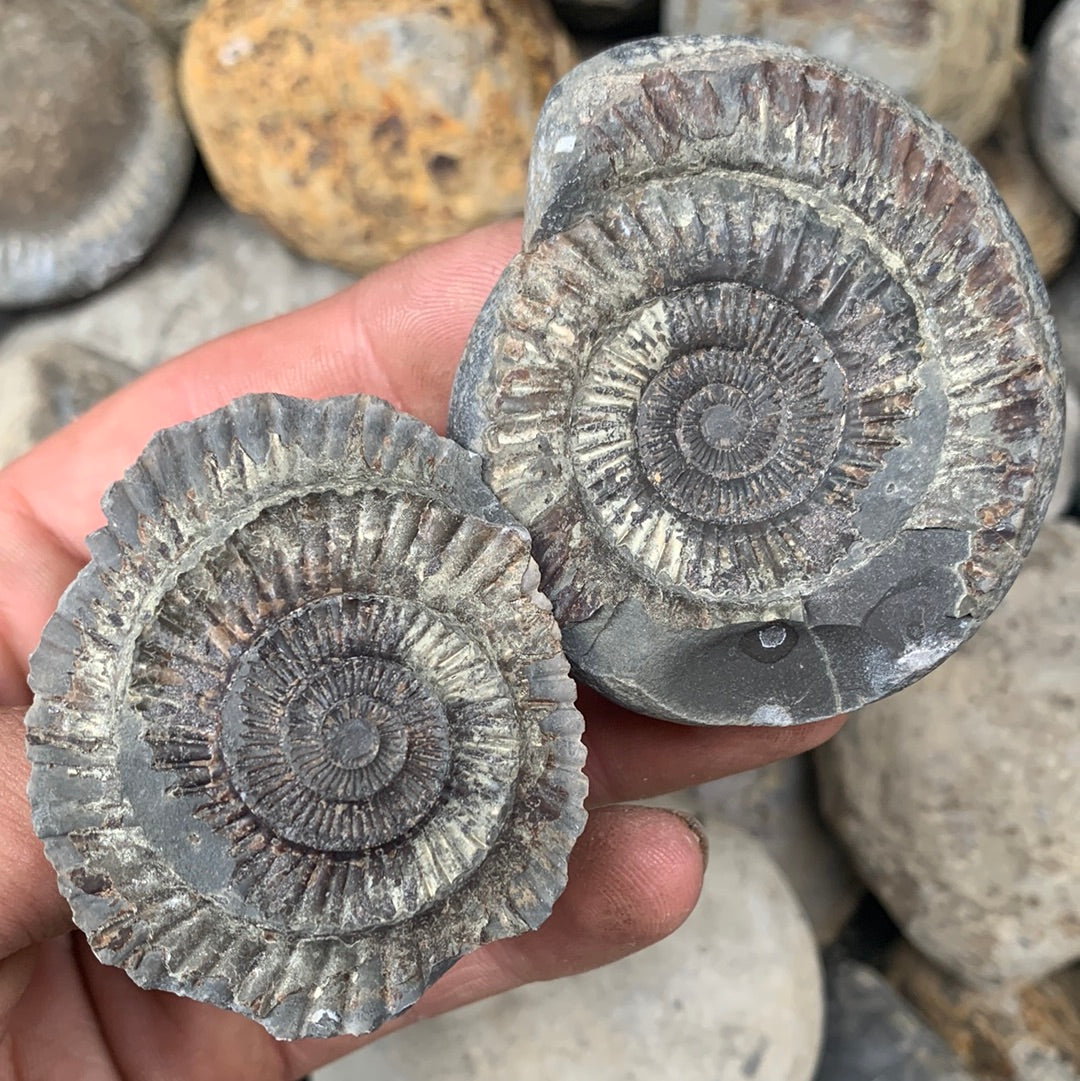 Dactylioceras (split pair) ammonite fossil - Whitby, North Yorkshire Jurassic Coast