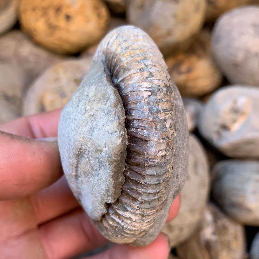 Dactylioceras (split pair) ammonite fossil - Whitby, North Yorkshire Jurassic Coast