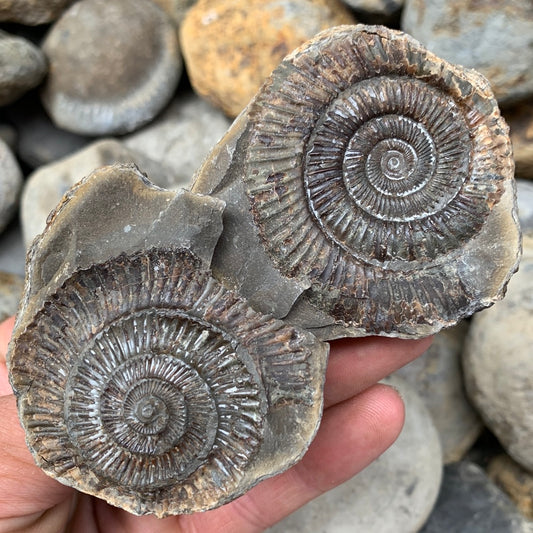 Dactylioceras (split pair) ammonite fossil - Whitby, North Yorkshire Jurassic Coast