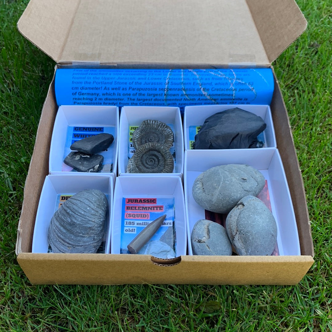 Yorkshire Ammonite Shell Fossil Bundle - Jurassic Coast Fossil Bundle Whitby, North Yorkshire