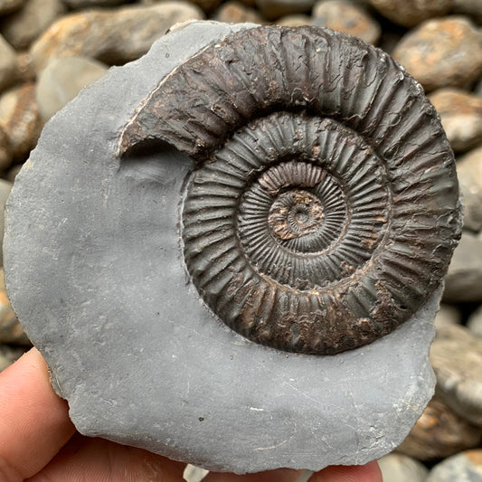 Peronoceras turriculatum ammonite fossil - Whitby, North Yorkshire Jurassic Coast, Yorkshire fossils