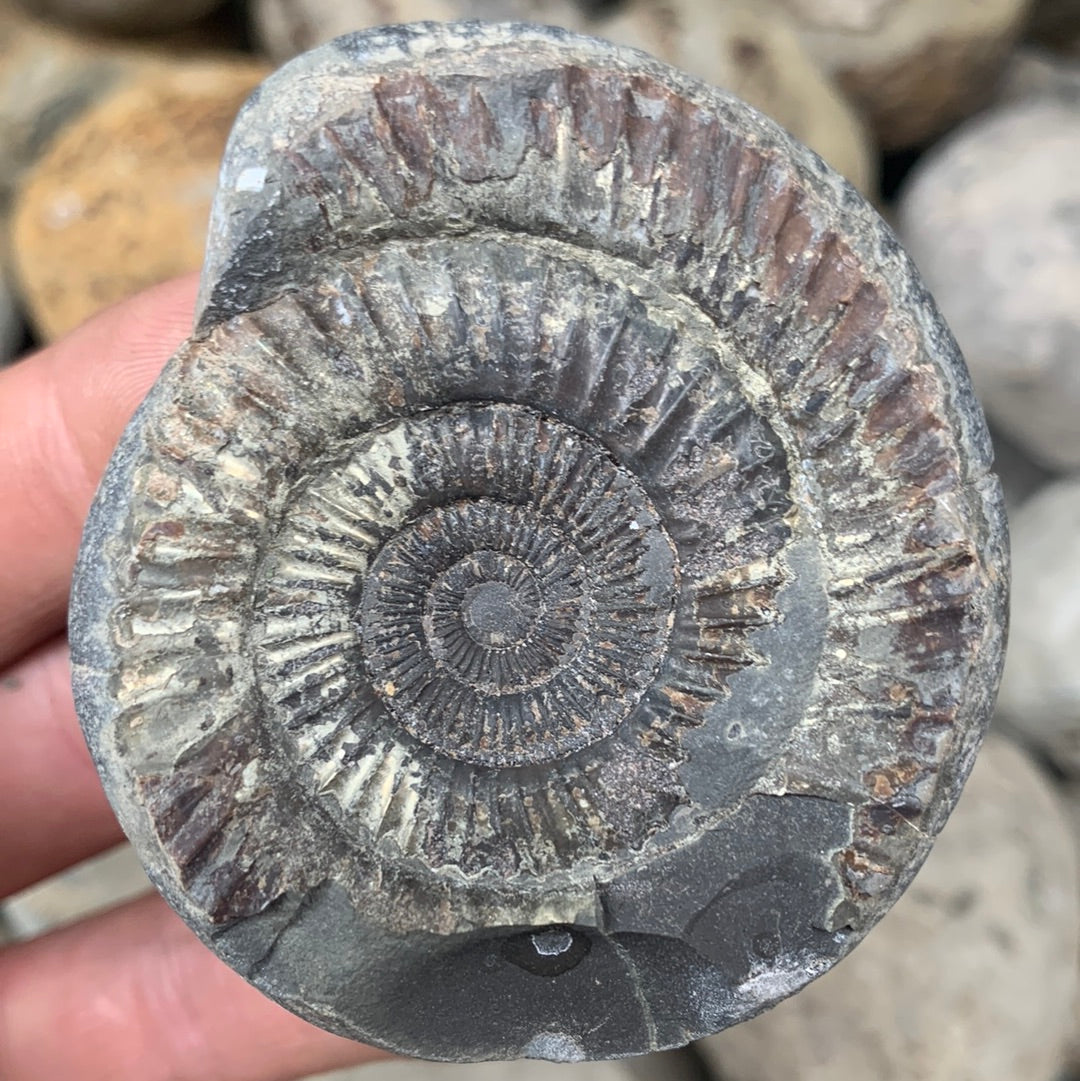 Dactylioceras (split pair) ammonite fossil - Whitby, North Yorkshire Jurassic Coast