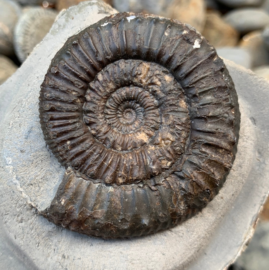 Peronoceras fibulatum ammonite fossil - Whitby, North Yorkshire