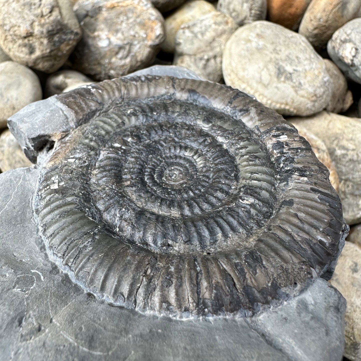 Paltechioceras sp. Ammonite fossil - Whitby, North Yorkshire Jurassic Coast