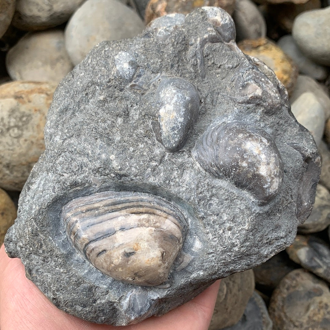 Cardinia Shell fossil - Whitby, North Yorkshire