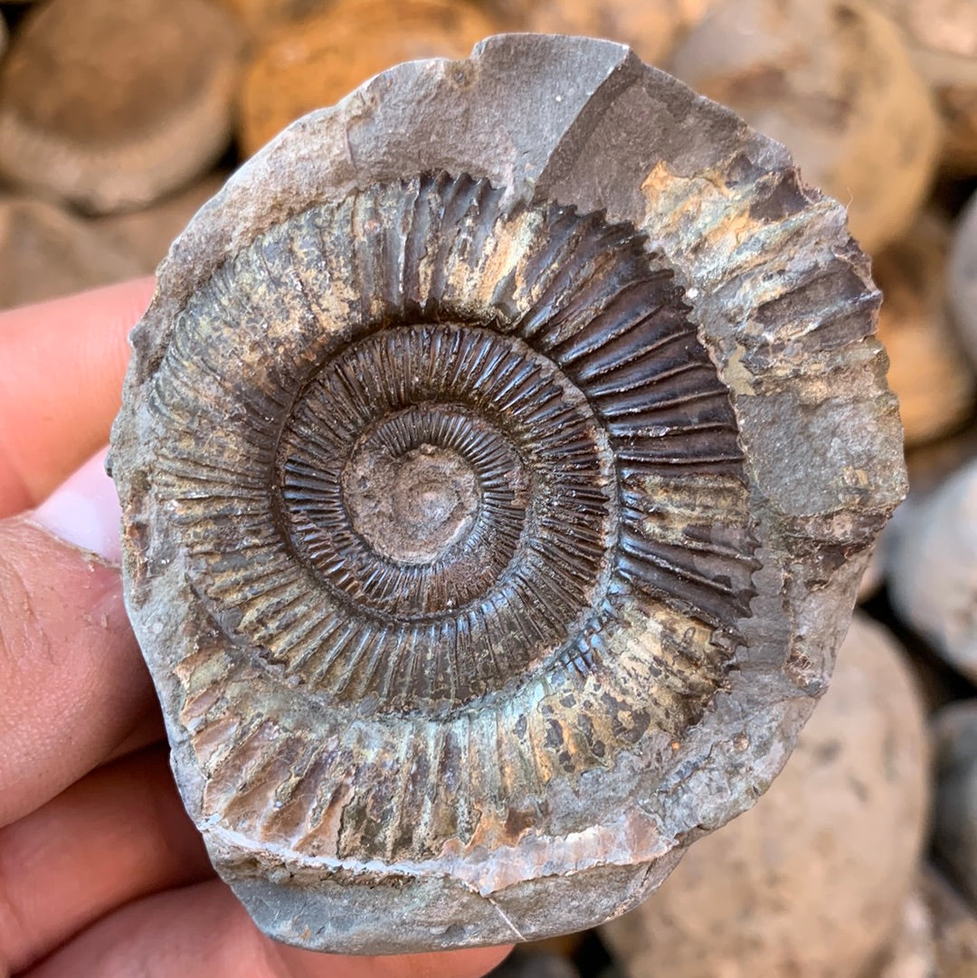 Dactylioceras (split pair) ammonite fossil - Whitby, North Yorkshire Jurassic Coast